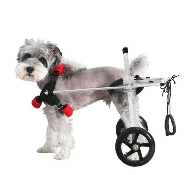 - כסאות גלגלים לכלב לרגליים אחוריות של כלב משותקות