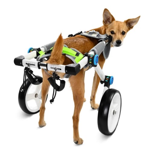  - כסאות גלגלים לכלב פורד לרגליים אחוריות של כלב