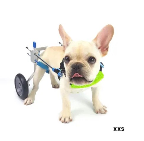  - כיסא גלגלים לכלב קטן לרגליים אחוריות