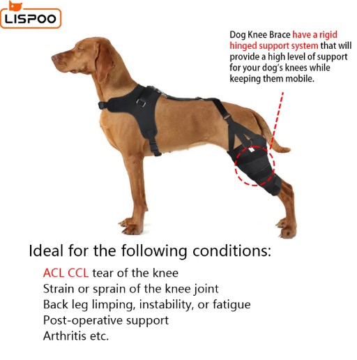  - סד ברך ACL של LISPOO לכלב עם סד מתכת תמיכה גמישה
