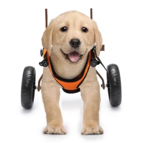  - כיסא גלגלים לכלב תמיכה מאחור קטן