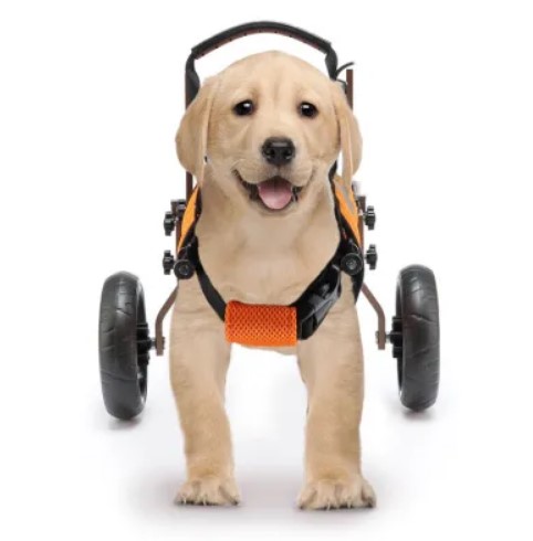  - כסאות גלגלים לכלב קטן לתמיכה ברגליים אחוריות