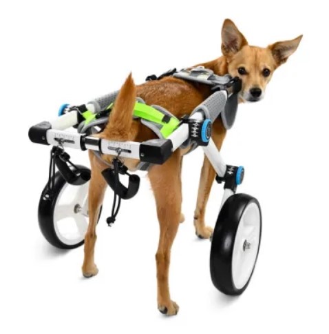  - כיסא גלגלים לכלב גדול שניתן לאכילה לרגליים אחוריות